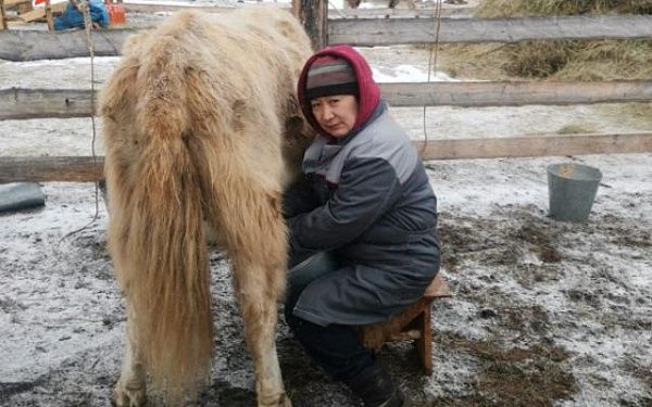 Жительница горного района Бурятии разводит коров с конским хвостом