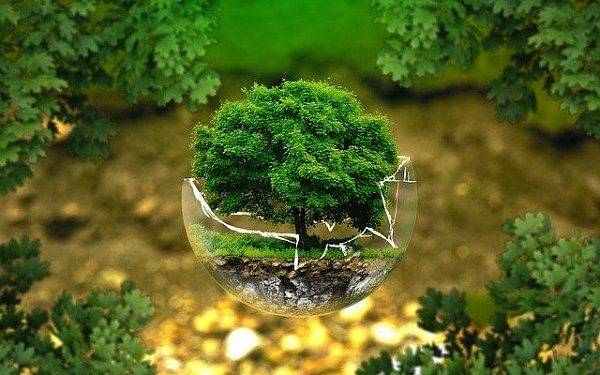 Всероссийская программа «Деревья – памятники живой природы» отмечает десятилетие