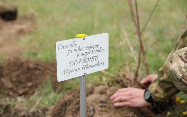 В парках Улан-Удэ высадили "Дерево Героя"
