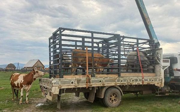 В Улан-Удэ отловили двух коров и одну лошадь