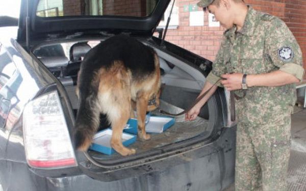 На Бурятской таможне работают 22 служебных собаки 