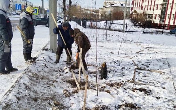 В Улан-Удэ деревья защищают от морозов и случайных повреждений 