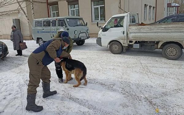 В Улан-Удэ продолжается работа по снижению численности бездомных собак