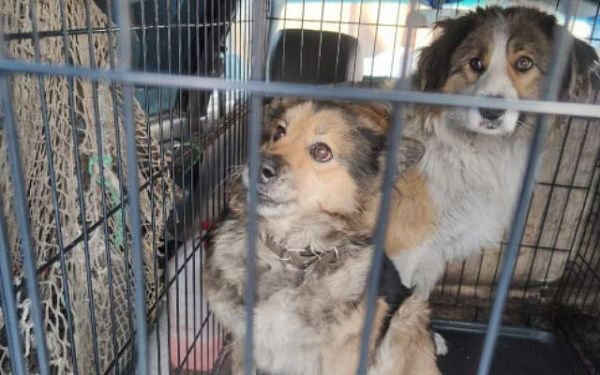 В  районе Улан-Удэ за день отловили 17 безнадзорных собак