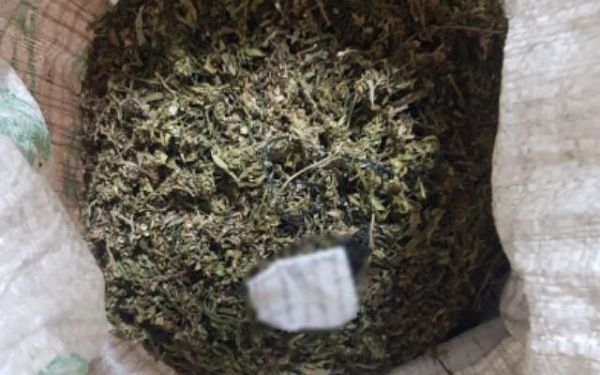 В Бурятии у пастуха на ферме обнаружили схрон с марихуаной