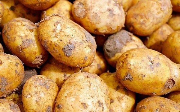 Министр сельского хозяйства Бурятии заявил об отсутствии дефицита семян