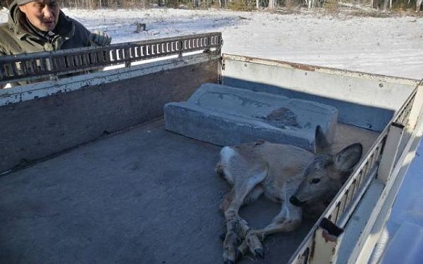 В Бурятии спасли косулю от собак