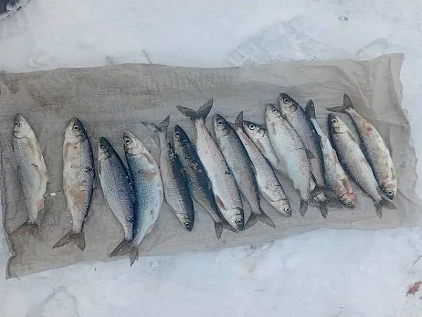 В Северо-Байкальском районе браконьеры незаконно выловили омуля почти на 200 тысяч рублей