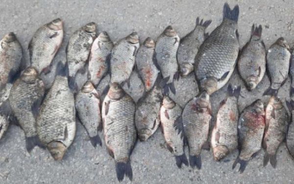В Бурятии полицейские задержали рыбаков-браконьеров