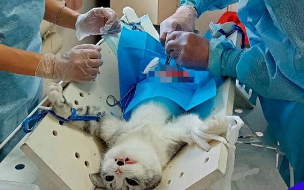 В Улан-Удэ стартует льготная стерилизация кошек