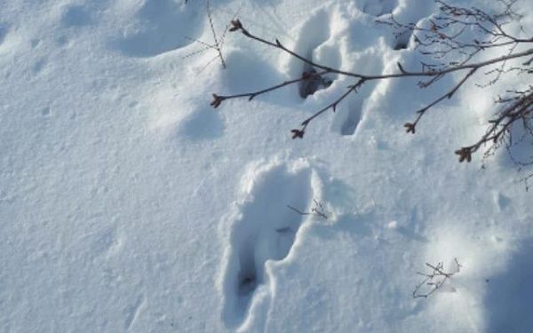 В Бурятии идёт зимний маршрутный учёт диких животных и птиц