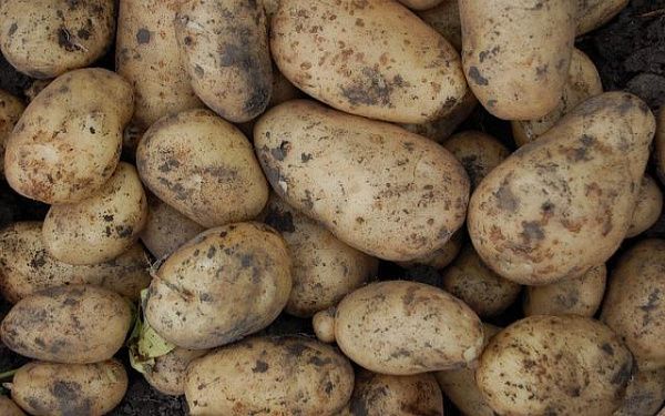 Сельхозпредприятия Бурятии убрали с полей более 36 тысяч тонн картофеля