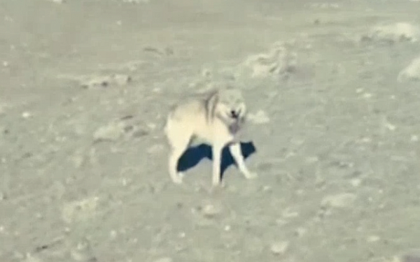 Монгольский чабан с помощью дрона отогнал волка от стада баран 