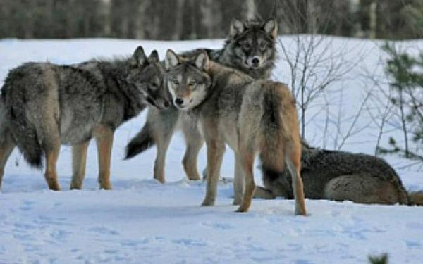 В Бурятии предложили увеличить вознаграждение за добытого волка до 10 тысяч рублей