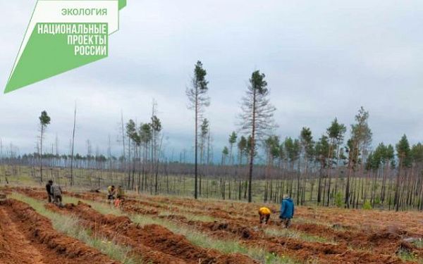 В Бурятии методом посева восстанавливают лес