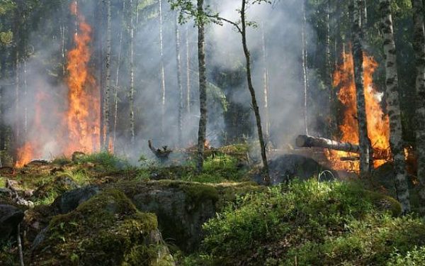 В Бурятии ликвидировали восемь лесных пожаров