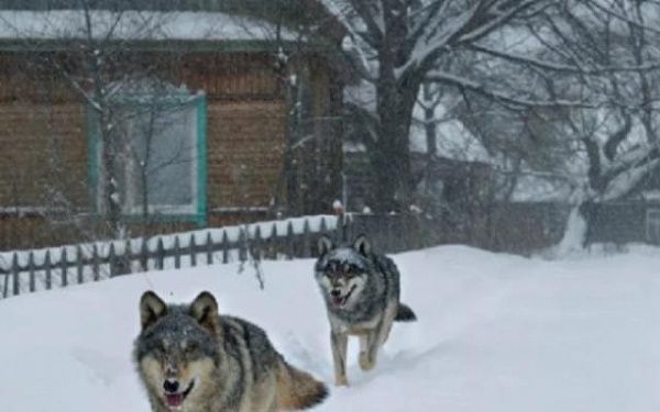 В районе Бурятии волки зашли в деревню