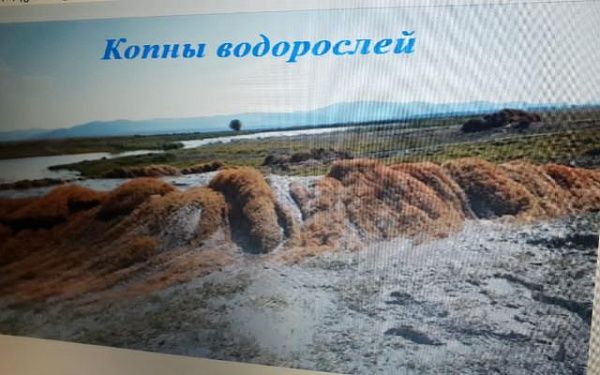Глава Бурятии поручил Галсану Дарееву изучить вопрос качественного состава водорослей озера Могой