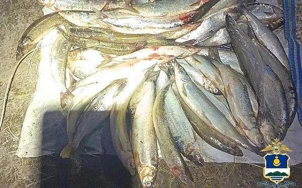 В Бурятии полицейские пресекли незаконную добычу байкальского омуля на сумму свыше 3 млн рублей