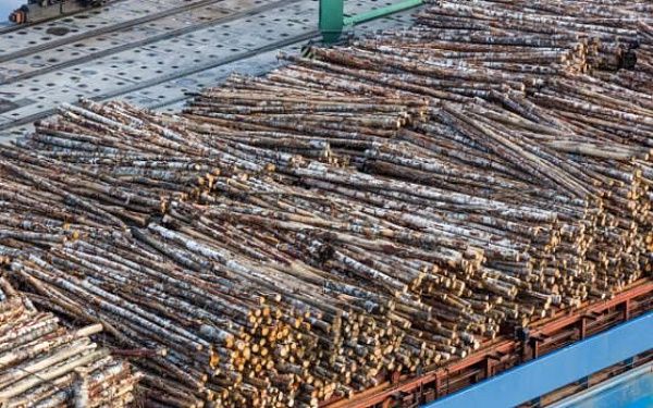 Экспортер из Бурятии незаконно вывез за границу древесину на 80 млн рублей