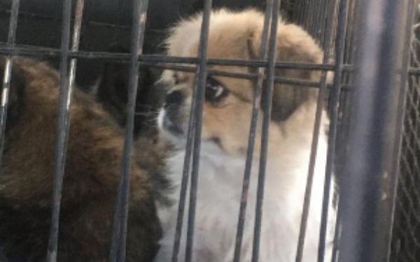 В Улан-Удэ маленькая, но очень агрессивная собака загнала женщину на забор