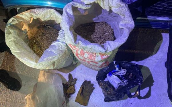 Двое жителей Бурятии собрали пять кг марихуаны, но на дороге их задержали ДПСники