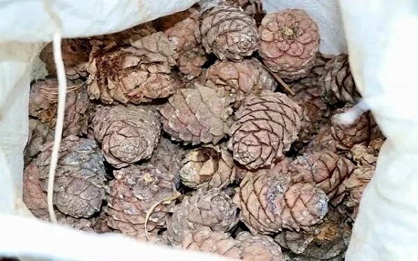 Начался сезон сбора кедровой шишки