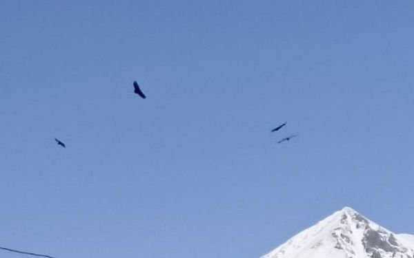 В горном районе Бурятии кружили орлы во время митинга