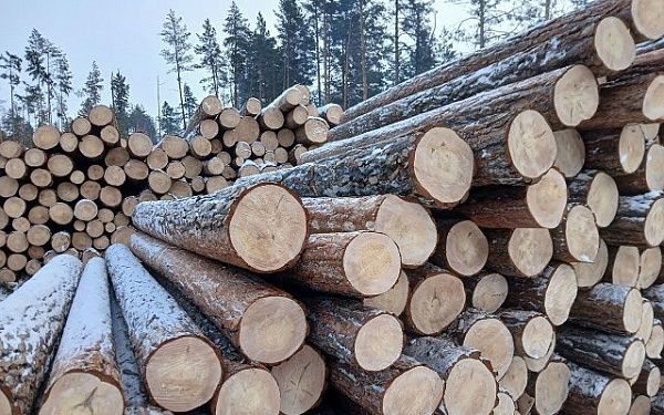 Из Бурятии с начала 2026 года экспортировано 1,5 тысячи кубометров лесоматериалов