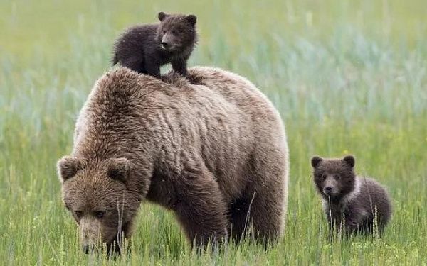 В Бурятии вблизи турбазы заметили медведицу с медвежатами
