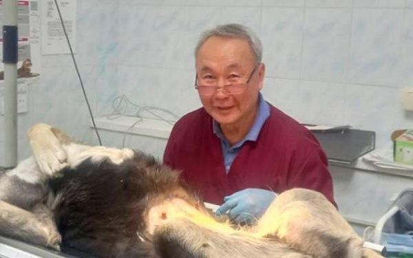 В Улан-Удэ 84 собаки были стерилизованы в рамках акции бесплатной стерилизации