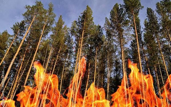 Более 900 человек сражались с огнём в лесах Бурятии   