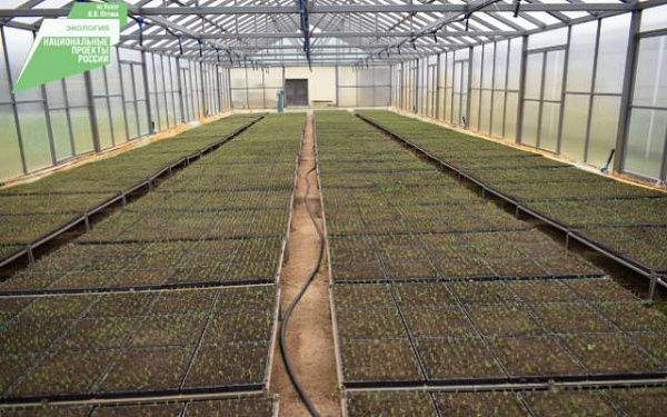 Более 400 тысяч сосенок выращивают в теплицах Бурятии