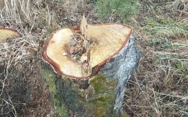 В Бурятии на лесосеке срубили «лишние» деревья