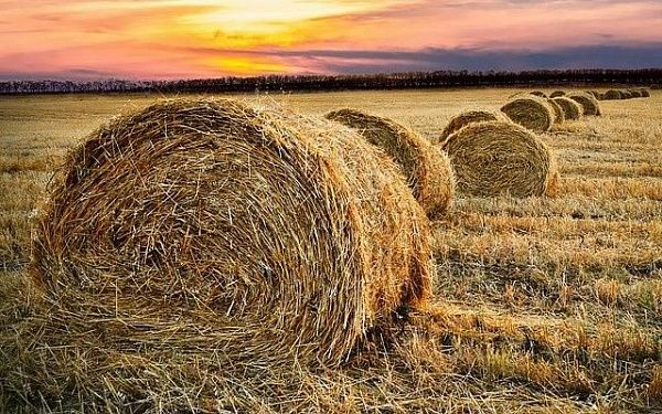10 районов республики перевыполнили планы по заготовке грубых кормов