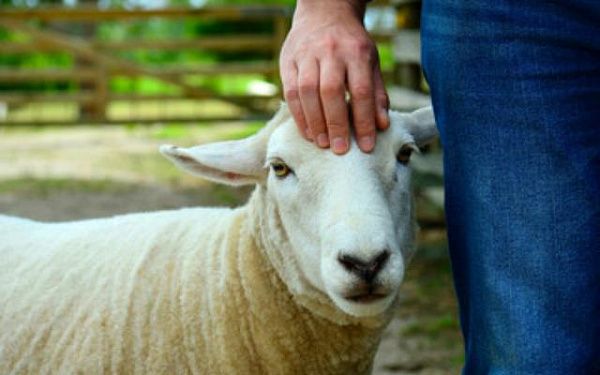 В Улан-Удэ состоится праздник стрижки овец