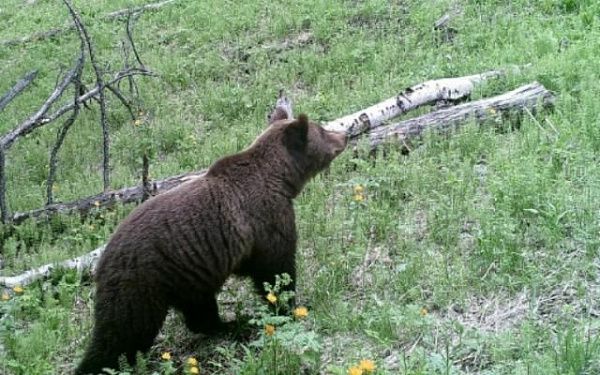 В национальном парке Бурятии посчитали медведей