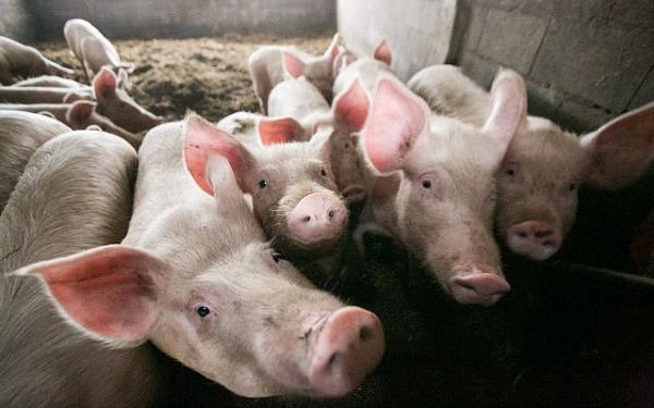 В Бурятии усилят меры по предупреждению африканской чумы свиней