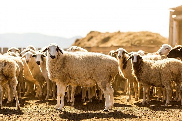 Минсельхозпрод: В Бурятии поставлена задача по развитию первичной переработке овец и коз