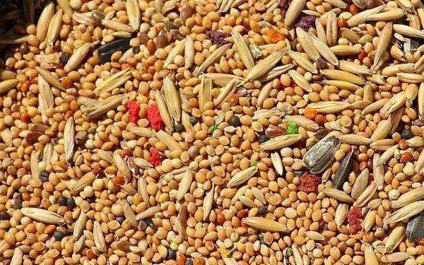 В Приангарье 856 тонн зерна не прошли полную оценку подтверждения соответствия требованиям технического регламента