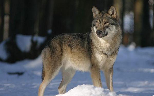 Джидинским охотникам увеличили награду за волков до 11 тыс. руб