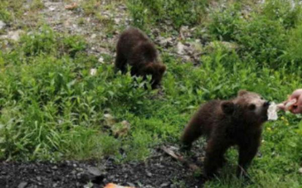 В Бурятии лесники повстречали любопытных медвежат