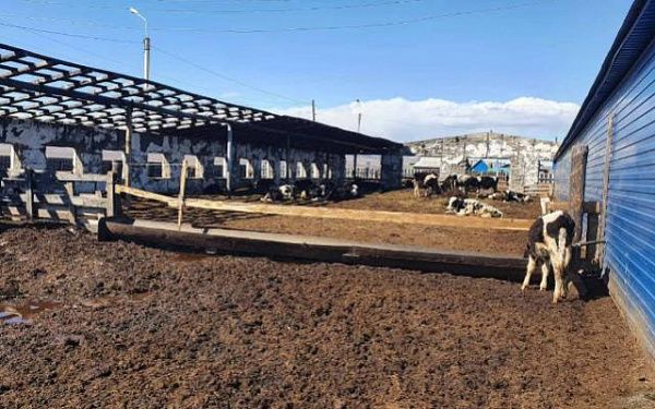 Молочную ферму в Джидинском районе спасли от разорения