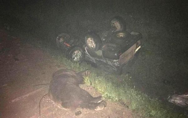 В Приангарье погибли водитель внедорожника и выбежавший на трассу медведь