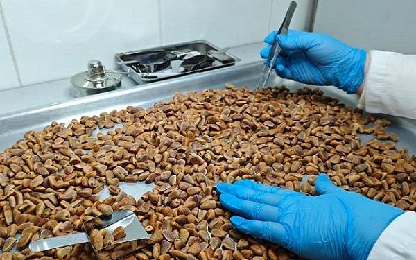 В Бурятской лаборатории ФГБУ «ВНИИЗЖ» проверили 210 тонн кедрового ореха для экспорта в Китай