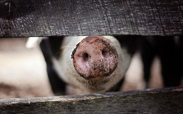 В Бурятии Управлением Россельхознадзора усилены меры по профилактике африканской чумы свиней