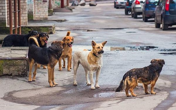 В Бурятии зоозащитники оспаривают указ о содержании бездомных собак в приютах