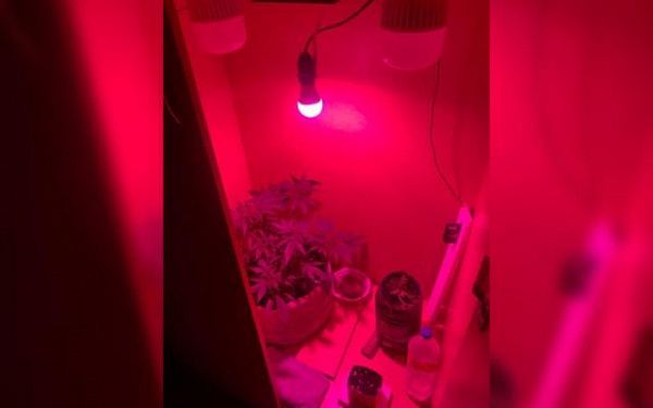 Житель Бурятии выращивал марихуану у себя в квартире 