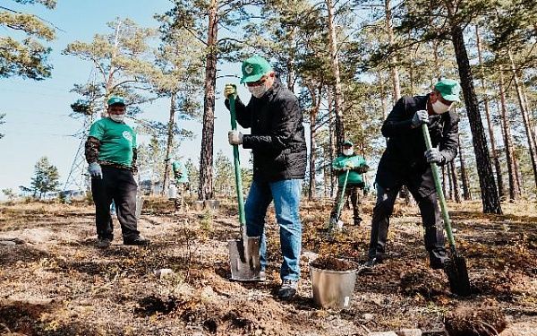 В Бурятии стартовала осенняя кампания по восстановлению лесов