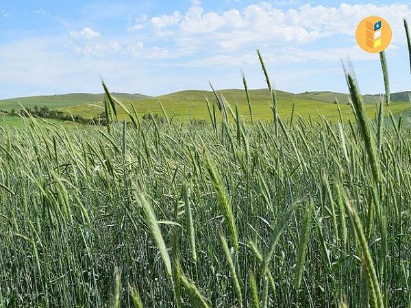 В Бурятии снизили стоимость страховки на урожай